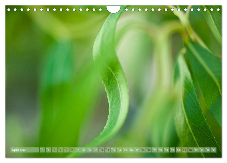 Produktbild: GR&Uuml;N Harmonie Wachstum Zufriedenheit (Wandkalender 2026 DIN A4 quer), CALVENDO Monatskalender