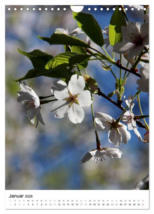 Produktbild: Japan - Kirschbl&uuml;ten (Wandkalender 2026 DIN A4 hoch), CALVENDO Monatskalender