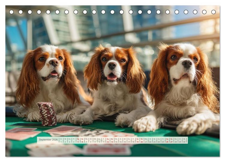 Produktbild: Cavalier King Charles Spaniel. Die lustigsten Cavalier Momente des Jahres. (Tischkalender 2026 DIN A5 quer), CALVENDO Monatskalender