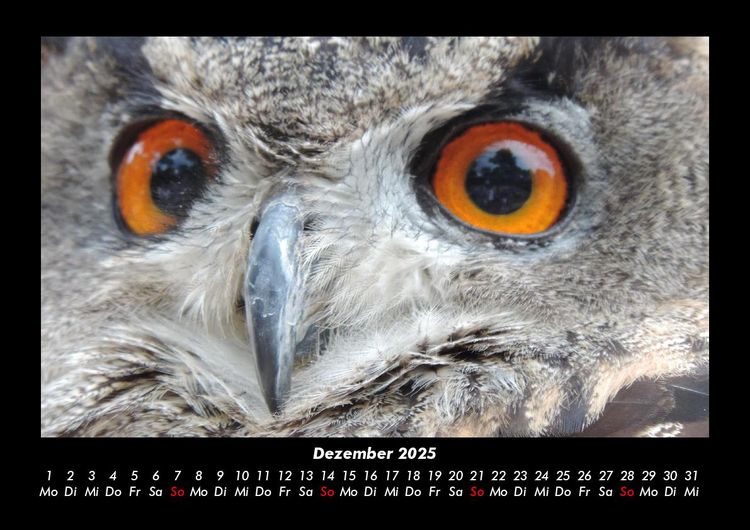 Produktbild: Der Tierkalender 2025 Fotokalender DIN A3