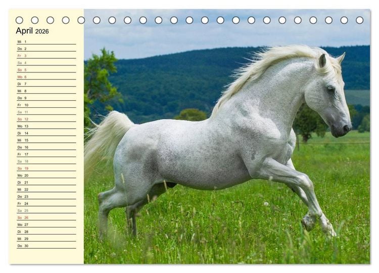 Produktbild: Traumpferd Lipizzaner (Tischkalender 2026 DIN A5 quer), CALVENDO Monatskalender