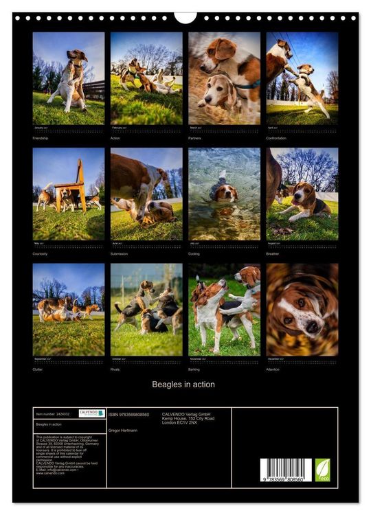 Produktbild: Beagles in action (Wall Calendar 2027 DIN A3 portrait), CALVENDO 12 Month Wall Calendar