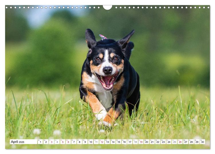 Produktbild: Schweizer Sennenhunde - die Hunde aus den Schweizer Alpen (Wandkalender 2026 DIN A3 quer), CALVENDO Monatskalender
