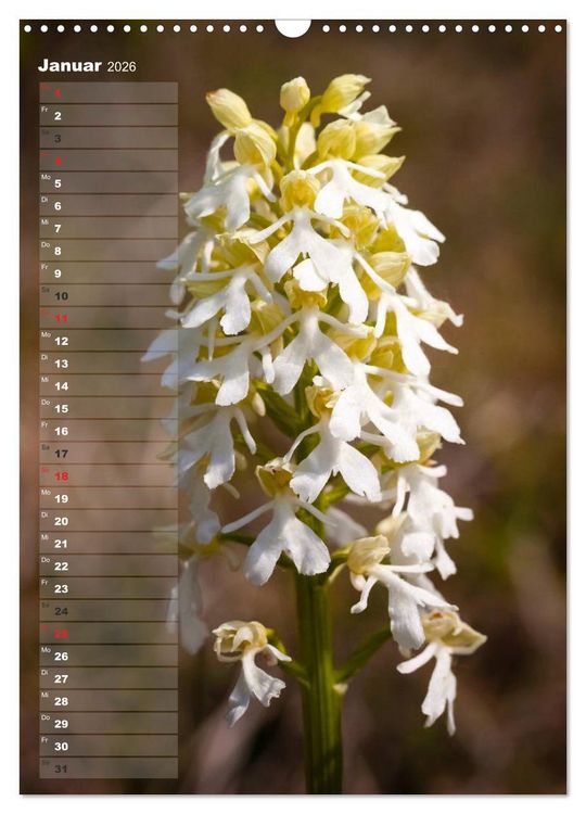 Produktbild: Auf der Suche nach Orchideen in Deutschland (Wandkalender 2026 DIN A3 hoch), CALVENDO Monatskalender