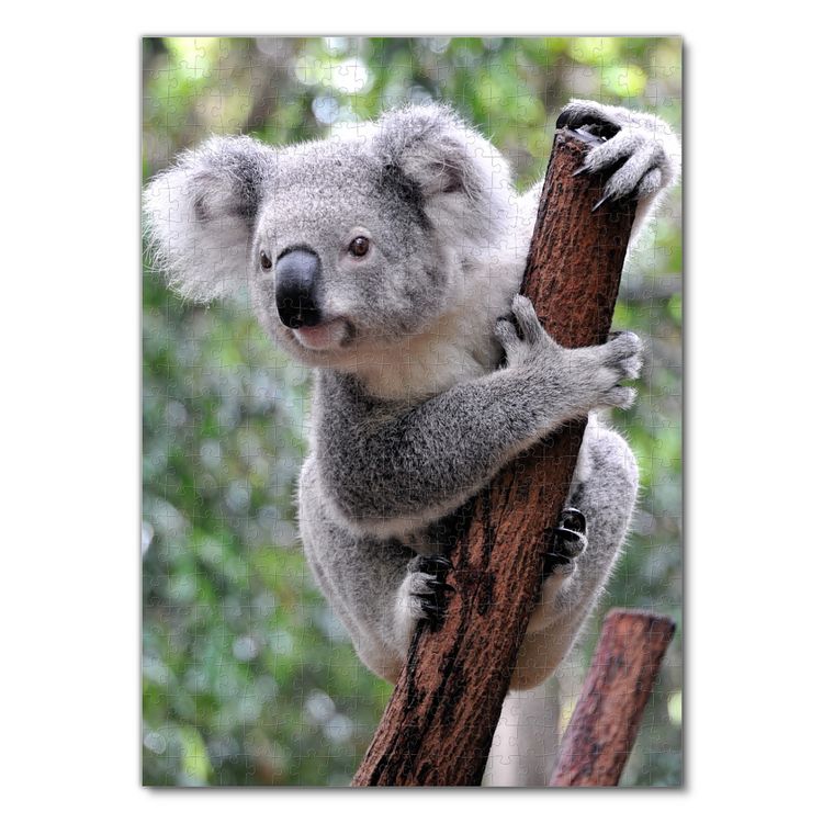 Produktbild: Lais Puzzle Koala Australien 500 Teile