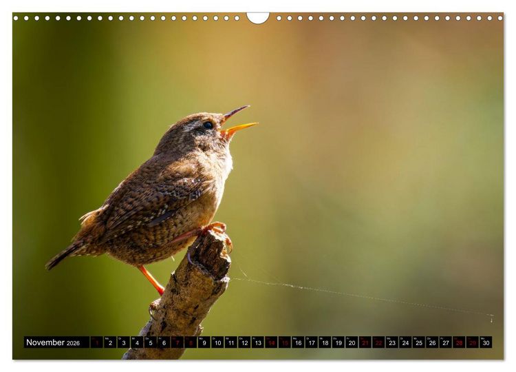 Produktbild: Wildtiere des Paderborner Landes (Wandkalender 2026 DIN A3 quer), CALVENDO Monatskalender