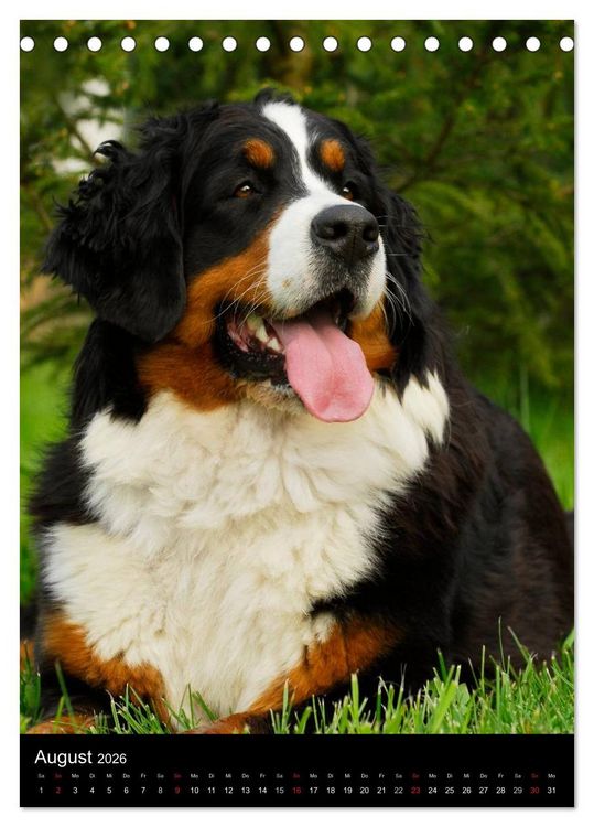 Produktbild: Berner Sennenhund 2026 (Tischkalender 2026 DIN A5 hoch), CALVENDO Monatskalender