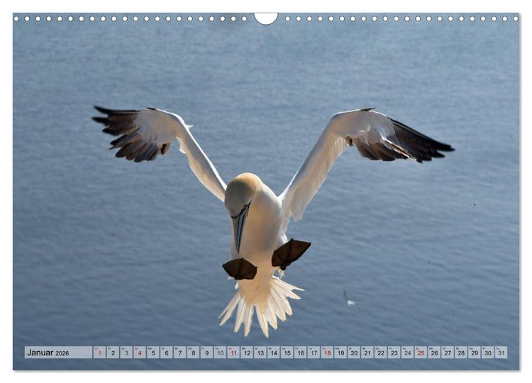Produktbild: Sch&ouml;ne Insel Helgoland (Wandkalender 2026 DIN A3 quer), CALVENDO Monatskalender