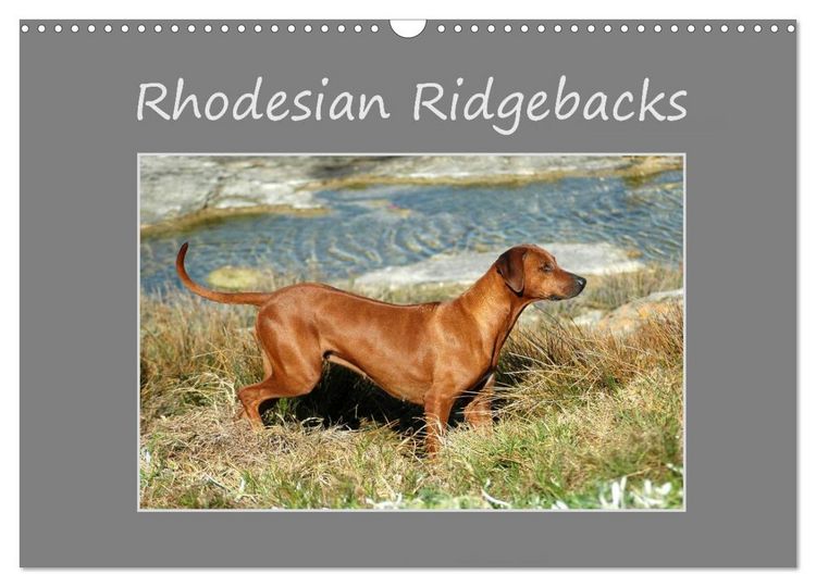 Produktbild: Rhodesian Ridgebacks (Wall Calendar 2026 DIN A3 landscape), CALVENDO 12 Month Wall Calendar