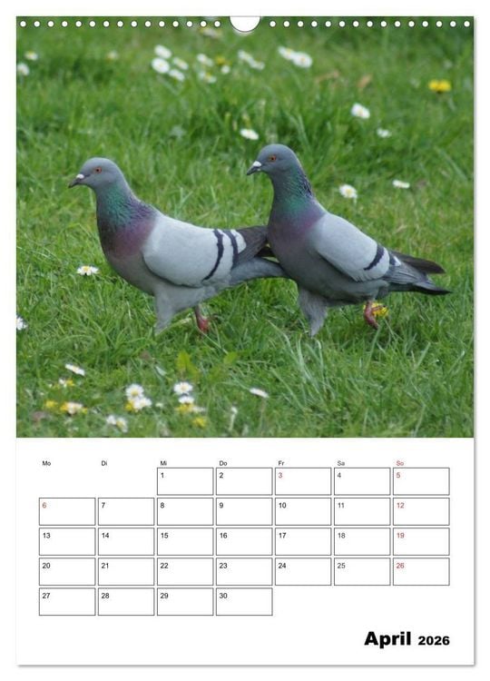 Produktbild: Tauben Terminplaner (Wandkalender 2026 DIN A3 hoch), CALVENDO Monatskalender