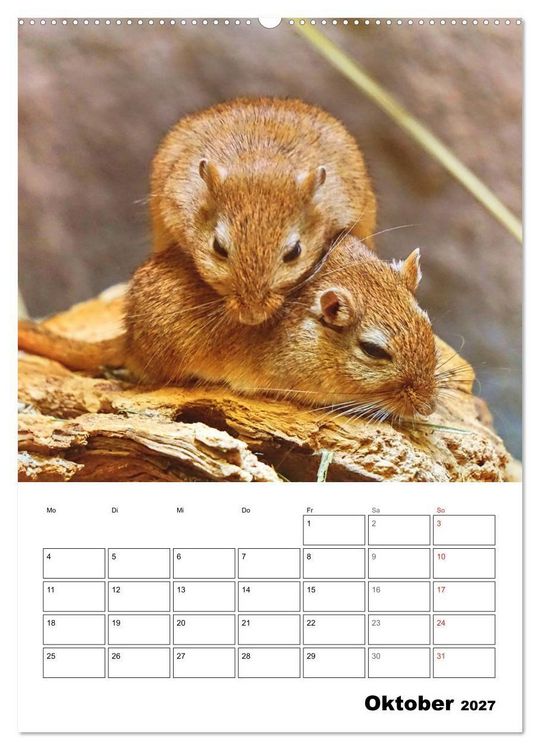 Produktbild: Mongolische Rennm&auml;use (Wandkalender 2027 DIN A2 hoch), CALVENDO Monatskalender