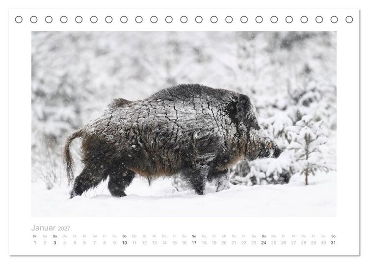 Produktbild: Wildschweine &ndash; Wildlife Fotografien (Tischkalender 2027 DIN A5 quer), CALVENDO Monatskalender