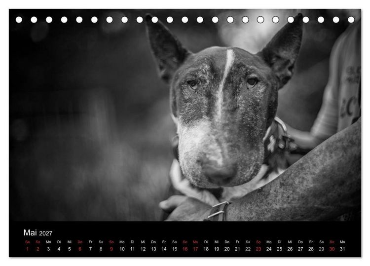 Produktbild: Bullterrier (Tischkalender 2027 DIN A5 quer), CALVENDO Monatskalender
