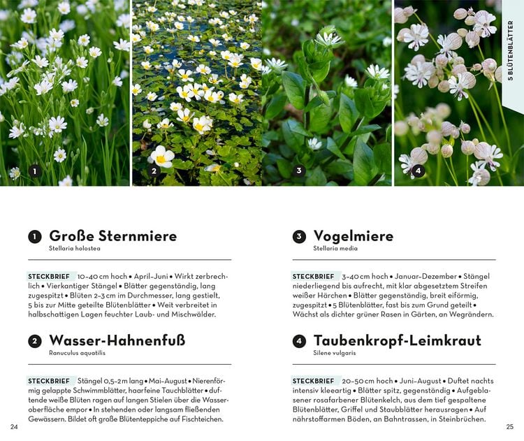 Produktbild: Basic Blumen