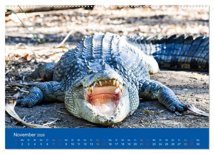 Produktbild: Australien, tierischer Kontinent (hochwertiger Premium Wandkalender 2026 DIN A2 quer), Kunstdruck in Hochglanz