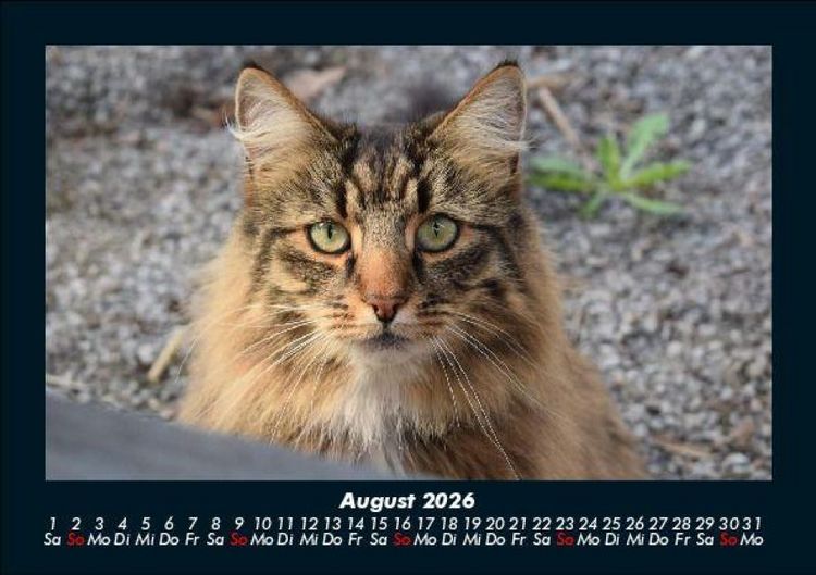 Produktbild: F&uuml;r Katzenfreunde 2026 Fotokalender DIN A5