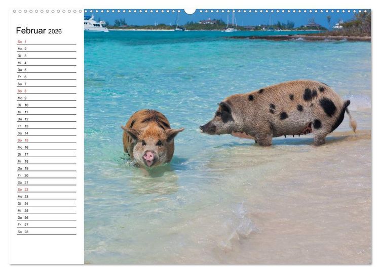 Produktbild: Schwimmende Schweine (hochwertiger Premium Wandkalender 2026 DIN A2 quer), Kunstdruck in Hochglanz