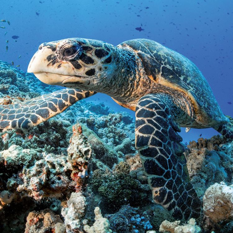 Produktbild: Meerestiere / Sea Creatures 2027