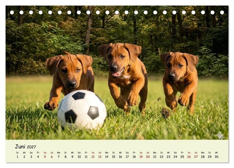 Produktbild: Rhodesian Ridgeback - Welpenzauber (Tischkalender 2027 DIN A5 quer), CALVENDO Monatskalender