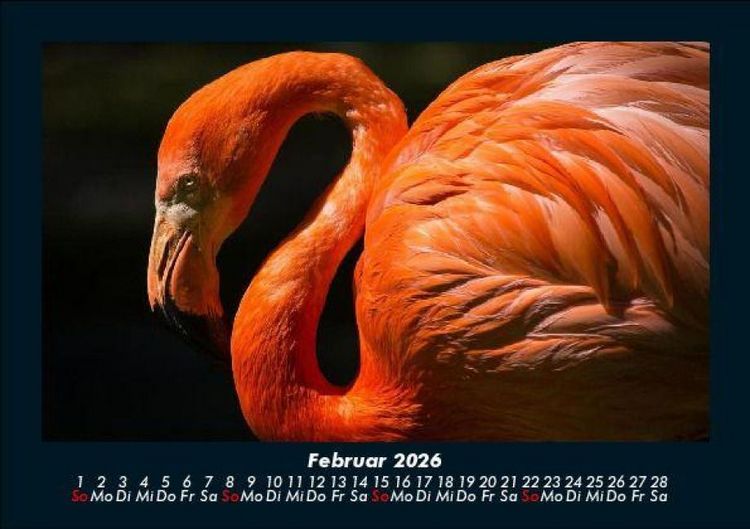 Produktbild: Tierkalender 2026 Fotokalender DIN A5