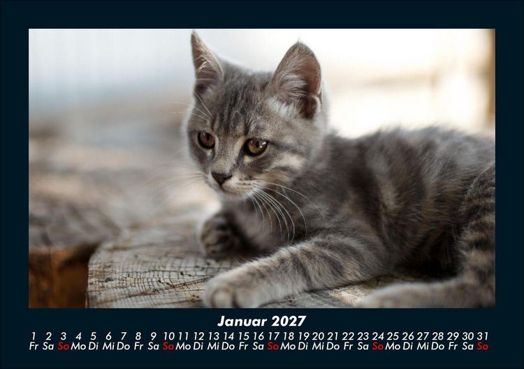Produktbild: Welt der Tiere 2027 Fotokalender DIN A5