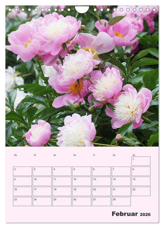 Produktbild: Pfingstrosen Rosen ohne Dornen (Wandkalender 2026 DIN A4 hoch), CALVENDO Monatskalender