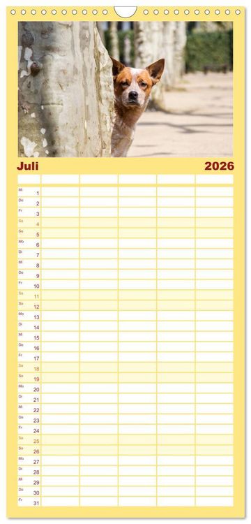 Produktbild: Familienplaner 2026 - Australian Cattle Dogs zwischen Kunst und Kultur mit 5 Spalten (Wandkalender, 21 x 45 cm) CALVENDO