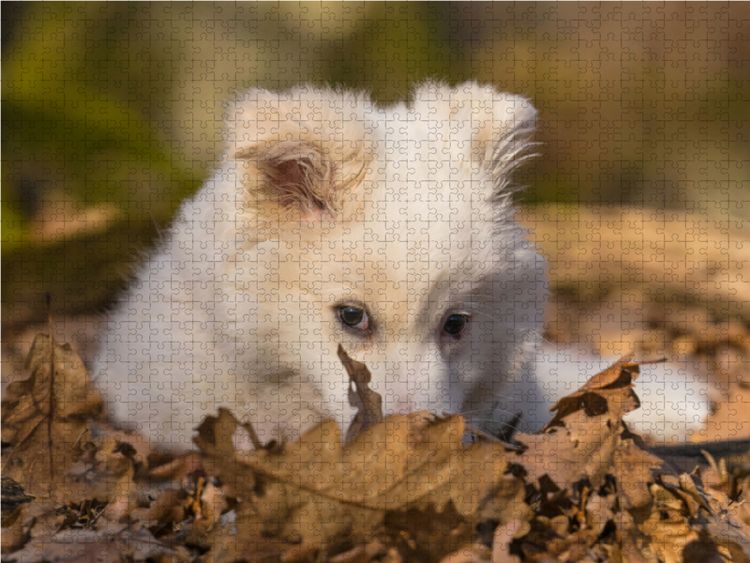 Produktbild: CALVENDO Puzzle Welpe 1 - Islandhund 1000 Teile Lege-Gr&ouml;&szlig;e 64 x 48 cm Foto-Puzzle Bild von Monika Scheurer