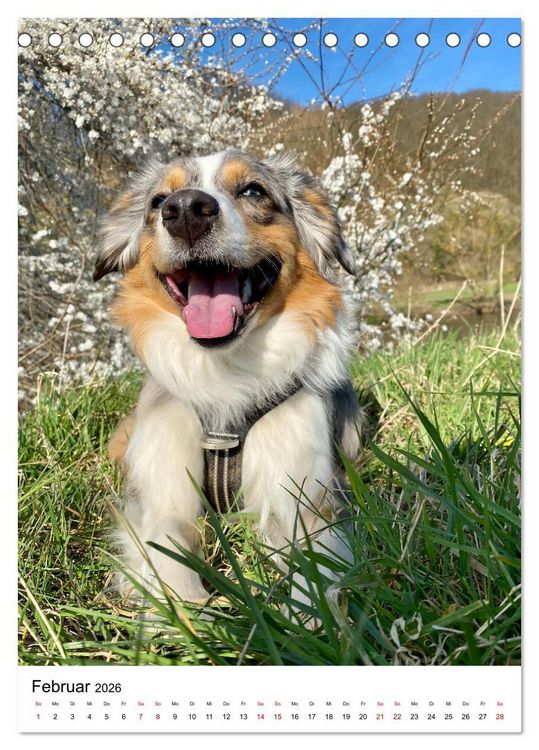 Produktbild: Hermine - Ein Jahr mit einem Mini Australian Shepherd (Tischkalender 2026 DIN A5 hoch), CALVENDO Monatskalender