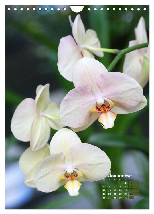 Produktbild: Traumhafte Orchideen (Wandkalender 2026 DIN A4 hoch), CALVENDO Monatskalender