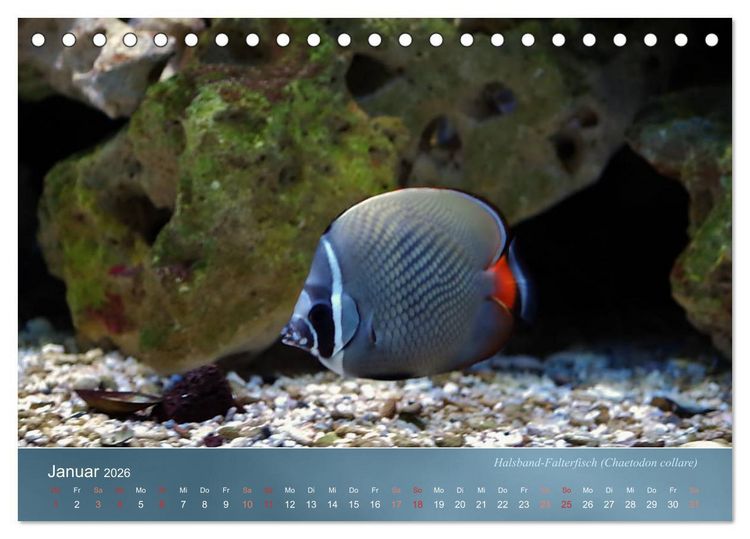 Produktbild: Riffbewohner - Bunte Fische, Anemonen und noch viel mehr (Tischkalender 2026 DIN A5 quer), CALVENDO Monatskalender
