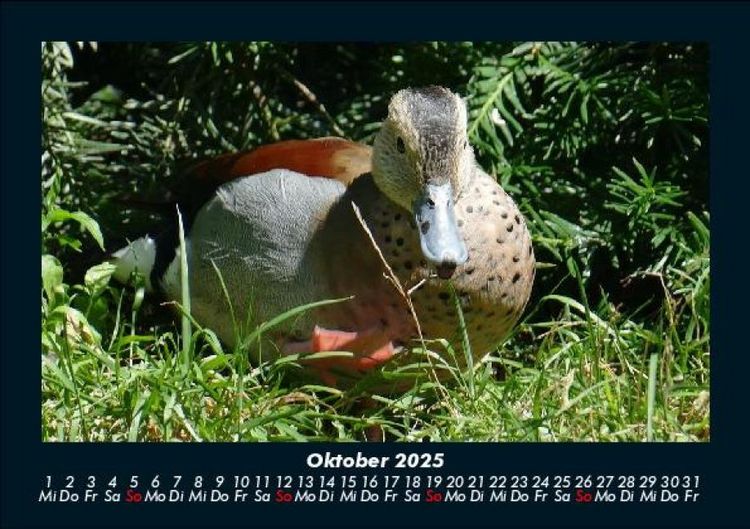 Produktbild: Welt der V&ouml;gel 2025 Fotokalender DIN A5