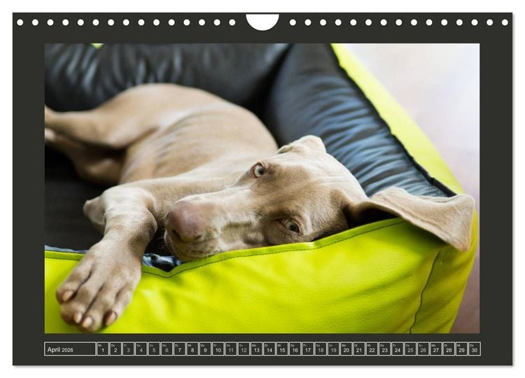 Produktbild: Weimaraner - Ein Welpenjahr (Wandkalender 2026 DIN A4 quer), CALVENDO Monatskalender