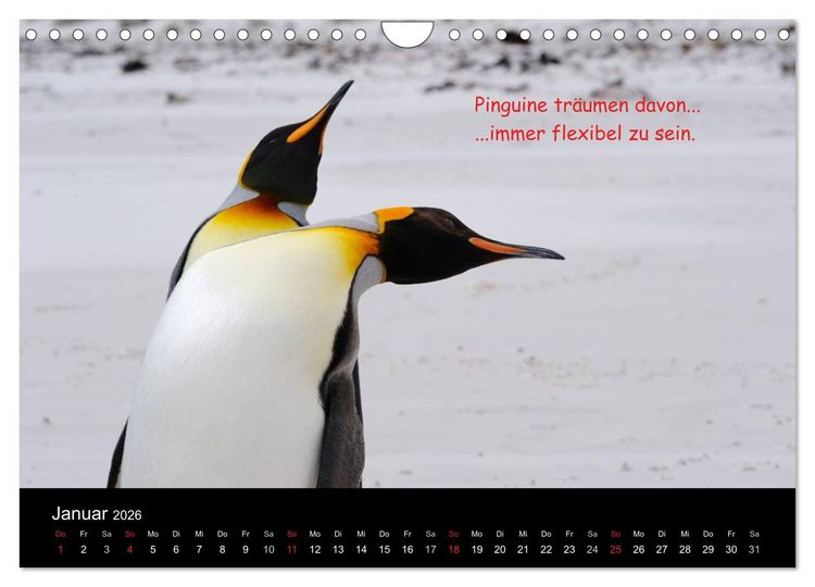 Produktbild: Wovon Pinguine tr&auml;umen (Wandkalender 2026 DIN A4 quer), CALVENDO Monatskalender