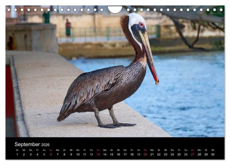 Produktbild: Trauminsel Puerto Rico (Wandkalender 2026 DIN A4 quer), CALVENDO Monatskalender