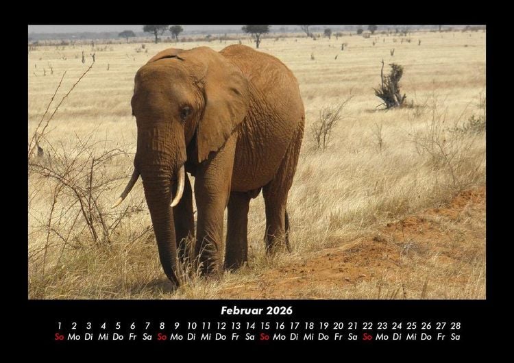 Produktbild: Der Elefantenkalender 2026 Fotokalender DIN A3
