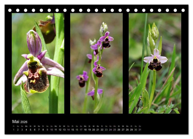 Produktbild: Heimische Orchideen im Dreierpack (Tischkalender 2026 DIN A5 quer), CALVENDO Monatskalender