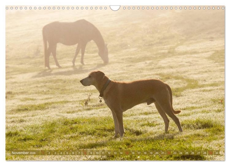 Produktbild: Pferd und Hund - Vierbeinige Freunde (Wandkalender 2026 DIN A3 quer), CALVENDO Monatskalender