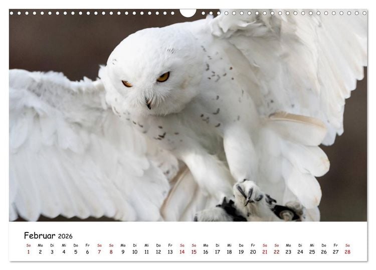 Produktbild: Eulen 2026 (Wandkalender 2026 DIN A3 quer), CALVENDO Monatskalender