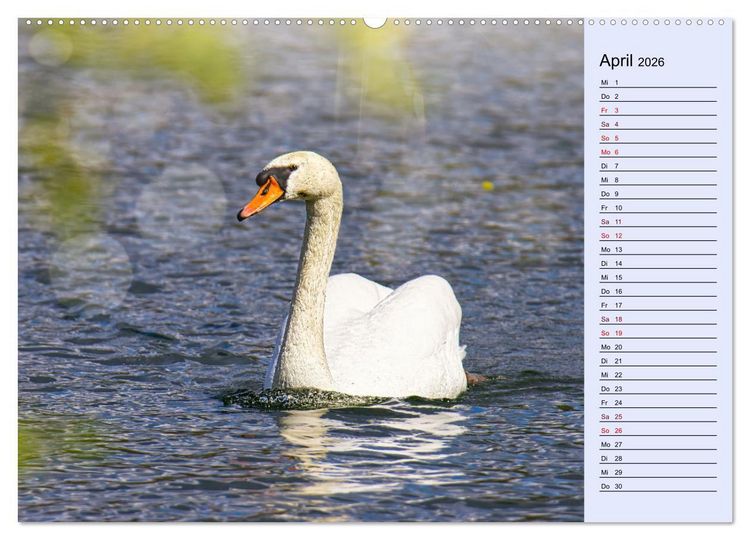 Produktbild: Schwanenzauber (hochwertiger Premium Wandkalender 2026 DIN A2 quer), Kunstdruck in Hochglanz