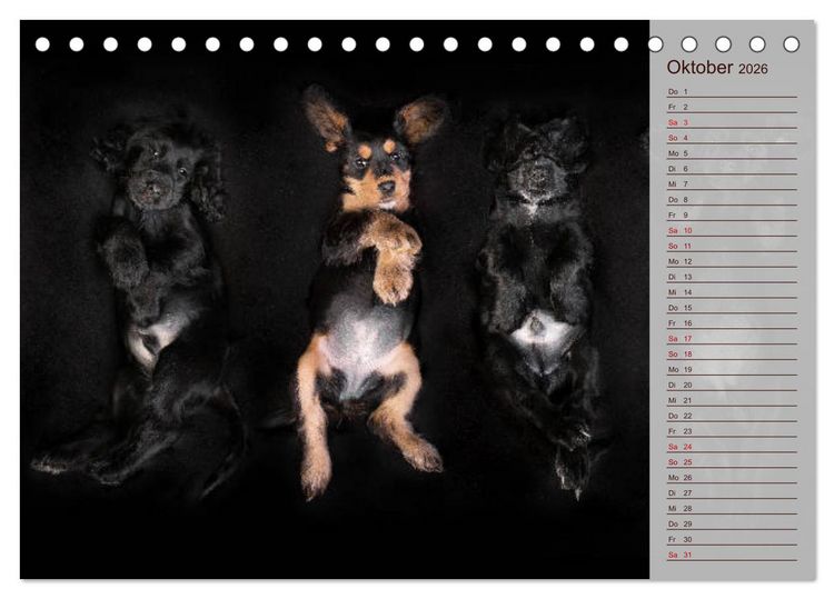 Produktbild: Englische Cocker Spaniel Welpen (Tischkalender 2026 DIN A5 quer), CALVENDO Monatskalender