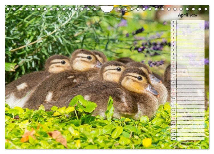 Produktbild: Geliebte Tiere auf dem Bauernhof (Wandkalender 2026 DIN A4 quer), CALVENDO Monatskalender