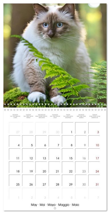 Produktbild: Beautiful Ragdolls - Cats in Nature (Wall Calendar 2026 12 &times; 12 Inch) CALVENDO 12 Month Wall Calendar