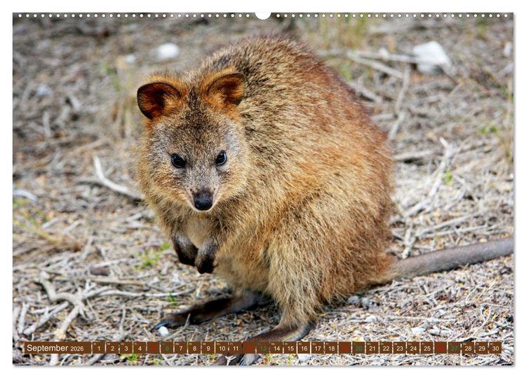 Produktbild: Big Five Australiens Buckelwal, Walhai, Orca, Quokka,K&auml;nguru (Wandkalender 2026 DIN A2 quer), CALVENDO Monatskalender