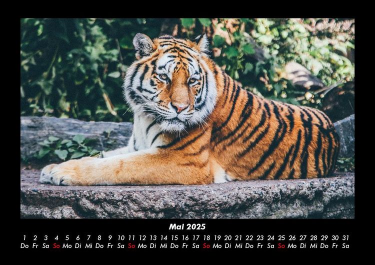 Produktbild: Tiger 2025 Fotokalender DIN A3