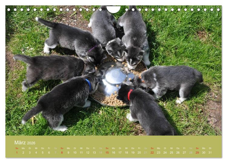 Produktbild: Husky Welpen (Wandkalender 2026 DIN A4 quer), CALVENDO Monatskalender