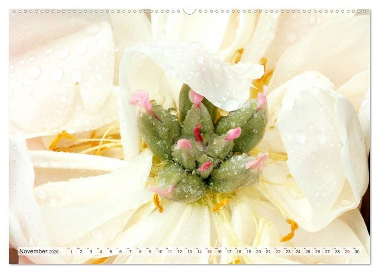 Produktbild: PFINGSTROSEN Rosen ohne Dornen (Wandkalender 2026 DIN A2 quer), CALVENDO Monatskalender