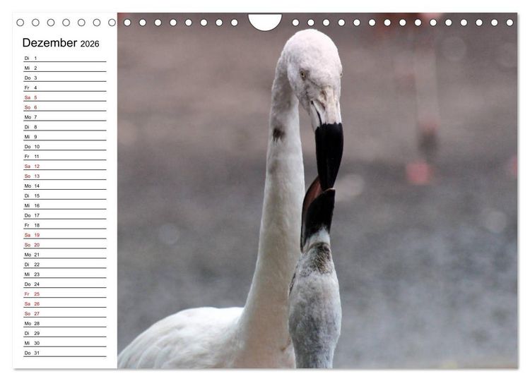 Produktbild: Elegante Flamingo (Wandkalender 2026 DIN A4 quer), CALVENDO Monatskalender