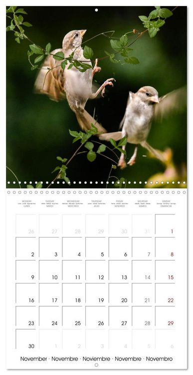 Produktbild: The Wild Sparrow Gang (Wall Calendar 2026 12 &times; 12 Inch) CALVENDO 12 Month Wall Calendar
