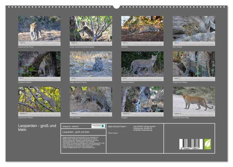 Produktbild: Leoparden - gro&szlig; und klein (hochwertiger Premium Wandkalender 2026 DIN A2 quer), Kunstdruck in Hochglanz